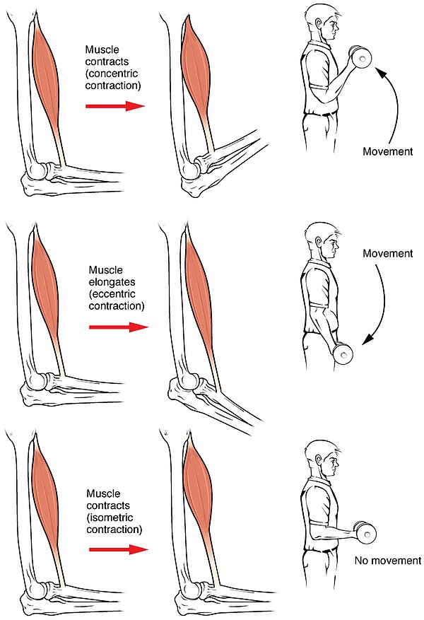 Muscle contraction
