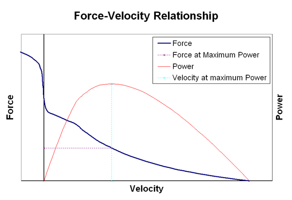Force–velocity relationship: right of the vertical axis concentric contractions (the muscle is shortening), left of the axis eccentric contractions (the muscle is lengthened under load); power developed by the muscle in red. Since power is equal to force times velocity, the muscle generates no power at either isometric force (due to zero velocity) or maximal velocity (due to zero force). The optimal shortening velocity for power generation is approximately one-third of maximum shortening velocity.